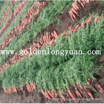 Fresh Red Carrot From Shandong Area